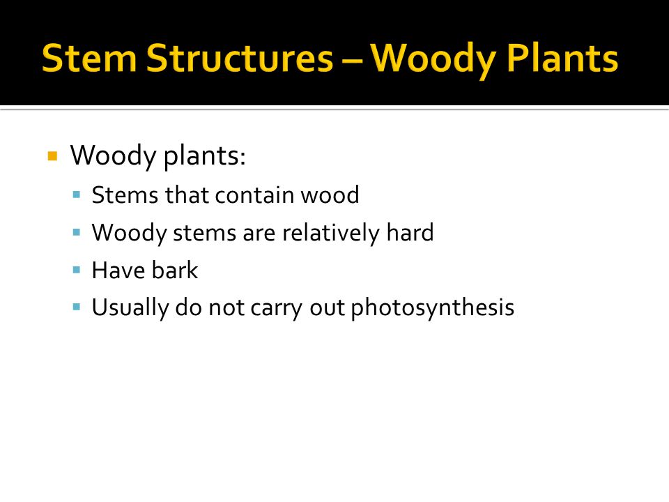  Woody plants:  Stems that contain wood  Woody stems are relatively hard  Have bark  Usually do not carry out photosynthesis