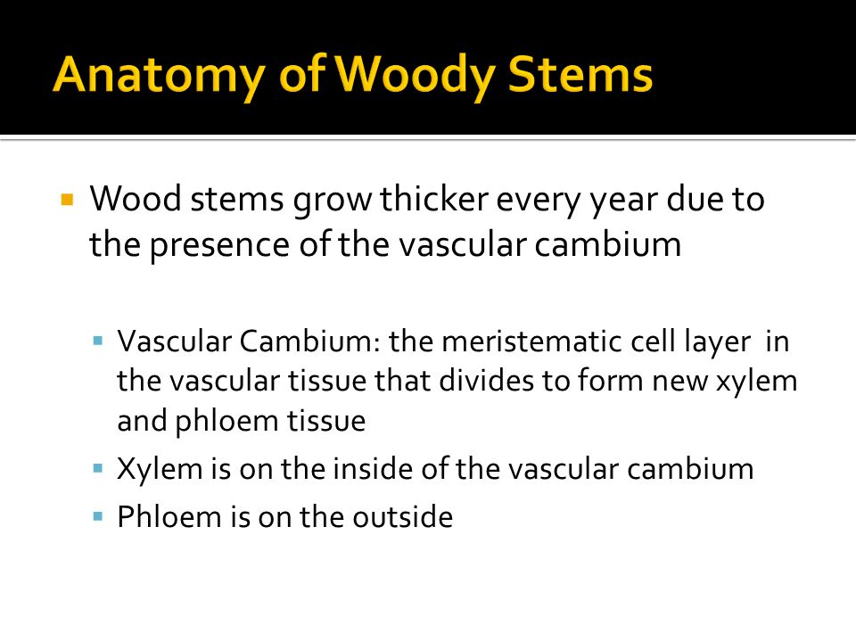 Wood stems grow thicker every year due to the presence of the vascular cambium  Vascular Cambium: the meristematic cell layer in the vascular tissue that divides to form new xylem and phloem tissue  Xylem is on the inside of the vascular cambium  Phloem is on the outside