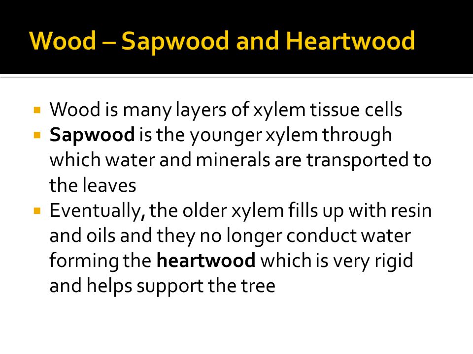  Wood is many layers of xylem tissue cells  Sapwood is the younger xylem through which water and minerals are transported to the leaves  Eventually, the older xylem fills up with resin and oils and they no longer conduct water forming the heartwood which is very rigid and helps support the tree