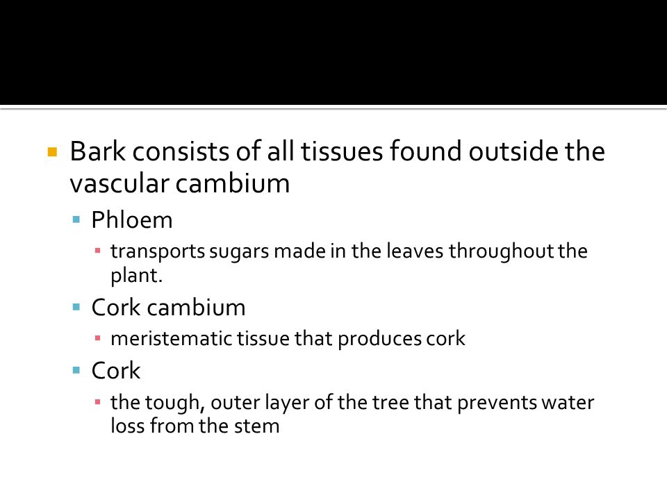  Bark consists of all tissues found outside the vascular cambium  Phloem ▪ transports sugars made in the leaves throughout the plant.