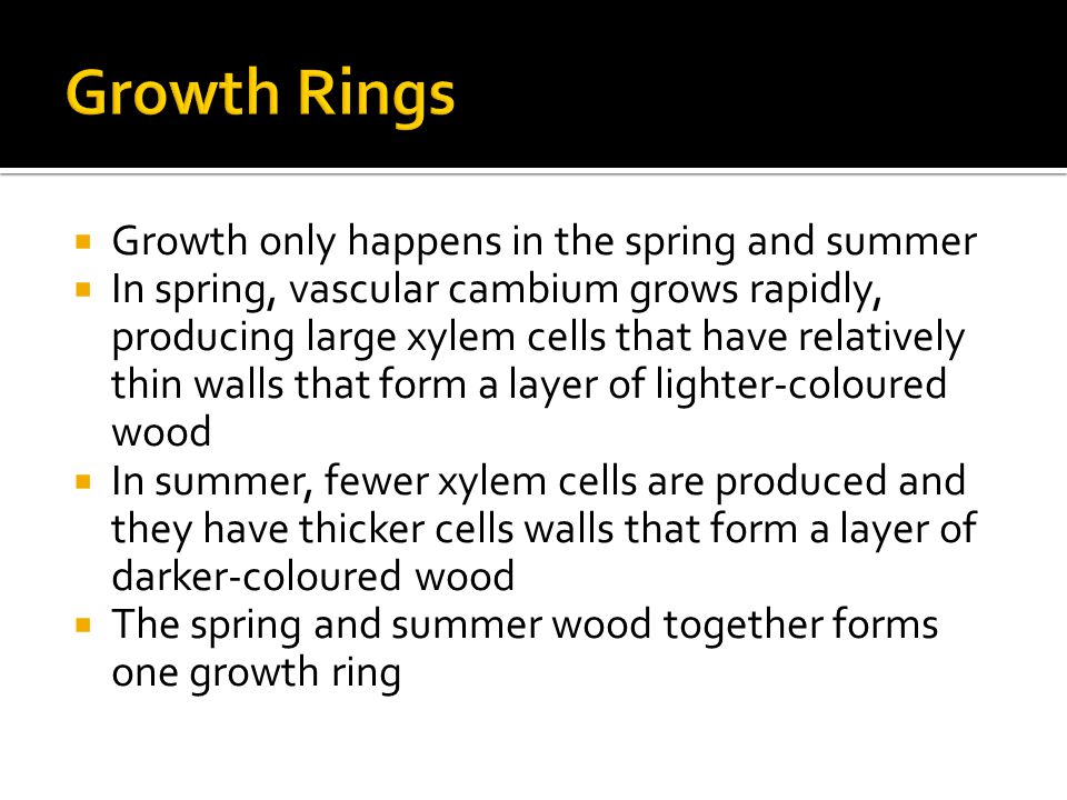  Growth only happens in the spring and summer  In spring, vascular cambium grows rapidly, producing large xylem cells that have relatively thin walls that form a layer of lighter-coloured wood  In summer, fewer xylem cells are produced and they have thicker cells walls that form a layer of darker-coloured wood  The spring and summer wood together forms one growth ring