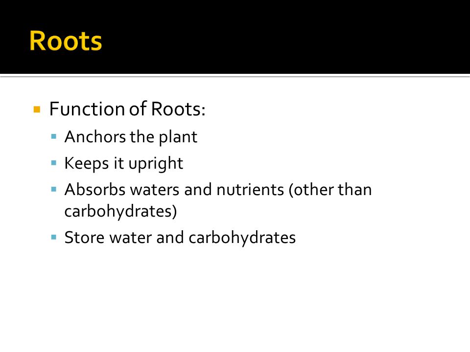  Function of Roots:  Anchors the plant  Keeps it upright  Absorbs waters and nutrients (0ther than carbohydrates)  Store water and carbohydrates