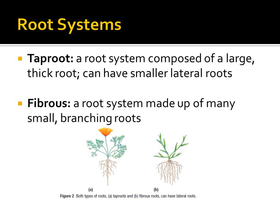  Taproot: a root system composed of a large, thick root; can have smaller lateral roots  Fibrous: a root system made up of many small, branching roots