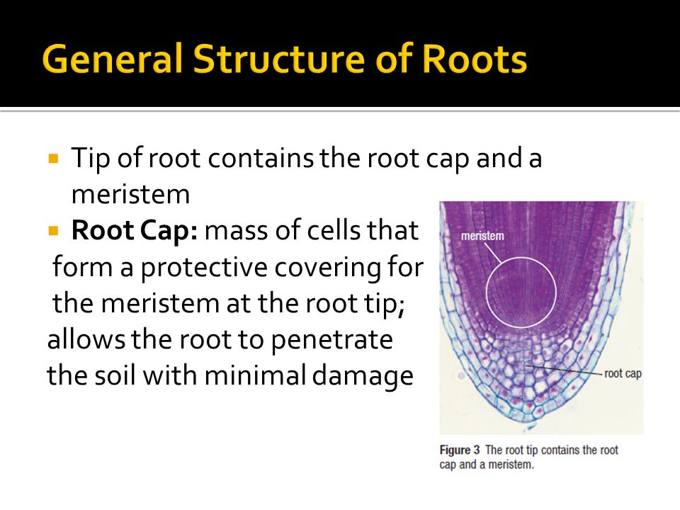  Tip of root contains the root cap and a meristem  Root Cap: mass of cells that form a protective covering for the meristem at the root tip; allows the root to penetrate the soil with minimal damage