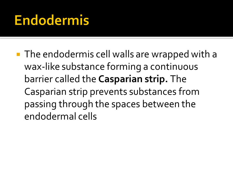 The endodermis cell walls are wrapped with a wax-like substance forming a continuous barrier called the Casparian strip.