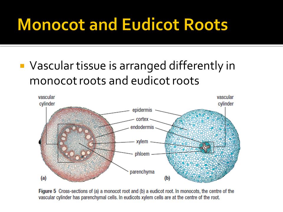  Vascular tissue is arranged differently in monocot roots and eudicot roots
