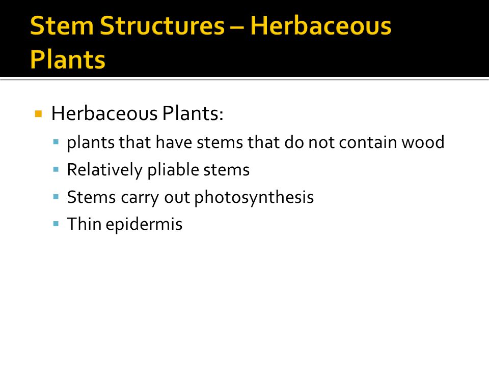  Herbaceous Plants:  plants that have stems that do not contain wood  Relatively pliable stems  Stems carry out photosynthesis  Thin epidermis
