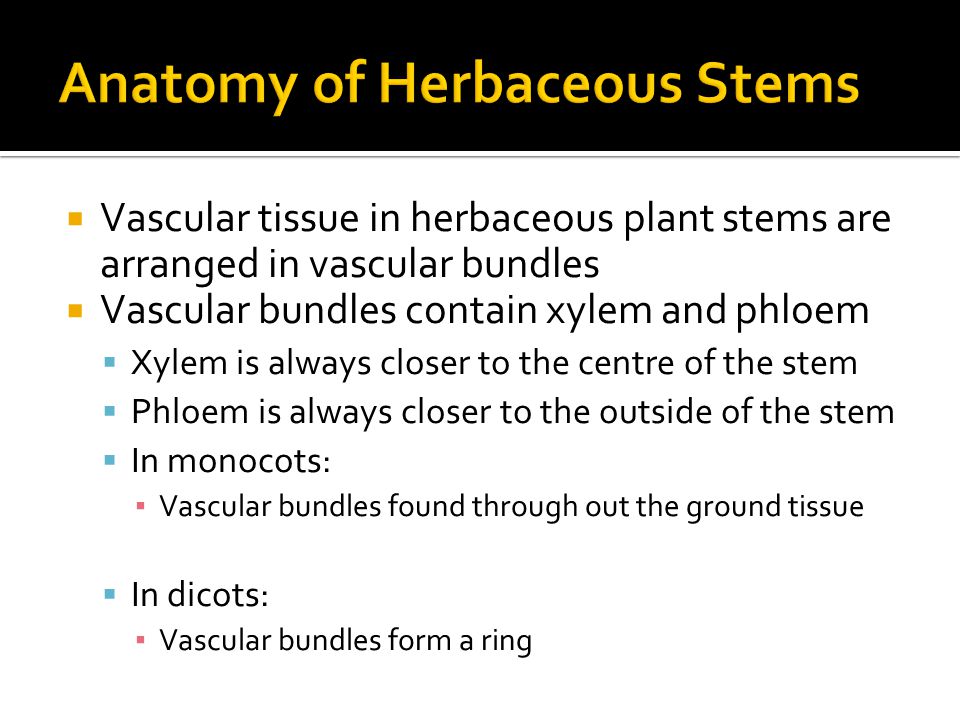  Vascular tissue in herbaceous plant stems are arranged in vascular bundles  Vascular bundles contain xylem and phloem  Xylem is always closer to the centre of the stem  Phloem is always closer to the outside of the stem  In monocots: ▪ Vascular bundles found through out the ground tissue  In dicots: ▪ Vascular bundles form a ring