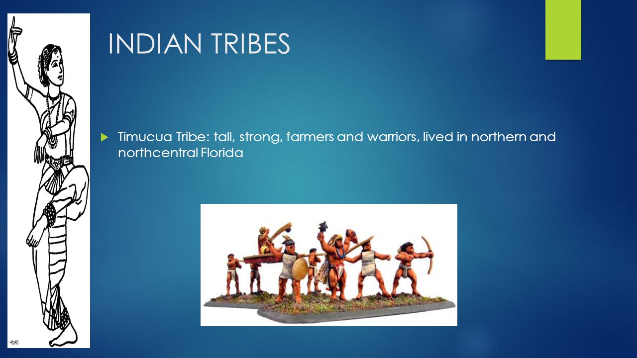 INDIAN TRIBES  Timucua Tribe: tall, strong, farmers and warriors, lived in northern and northcentral Florida