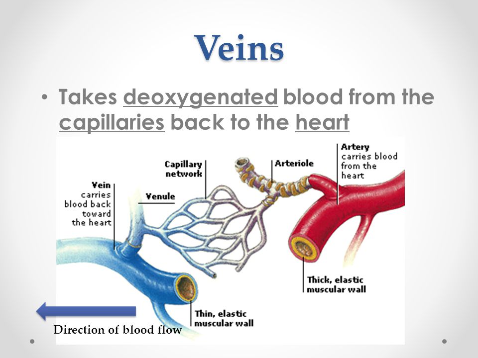 Veins Takes deoxygenated blood from the capillaries back to the heart Direction of blood flow
