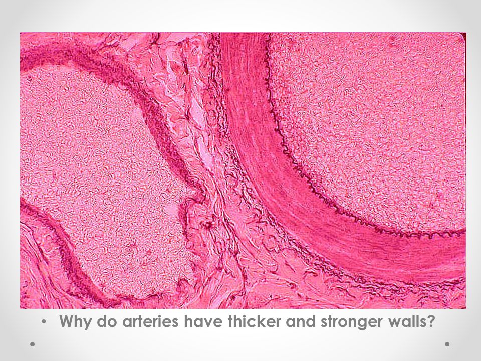 Why do arteries have thicker and stronger walls