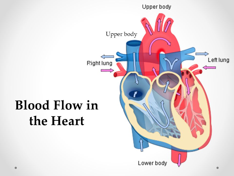 Blood Flow in the Heart Upper body