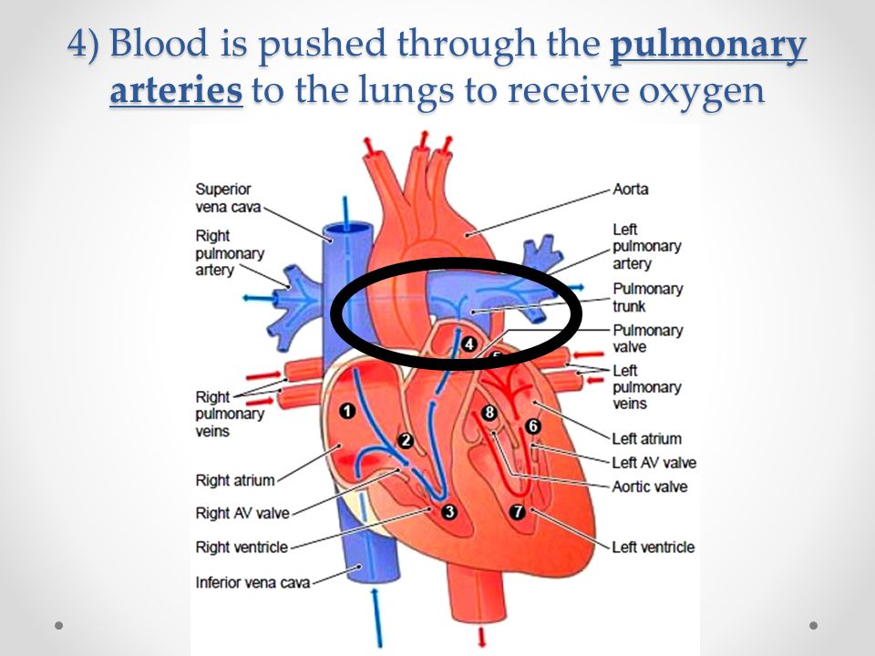 4) Blood is pushed through the pulmonary arteries to the lungs to receive oxygen