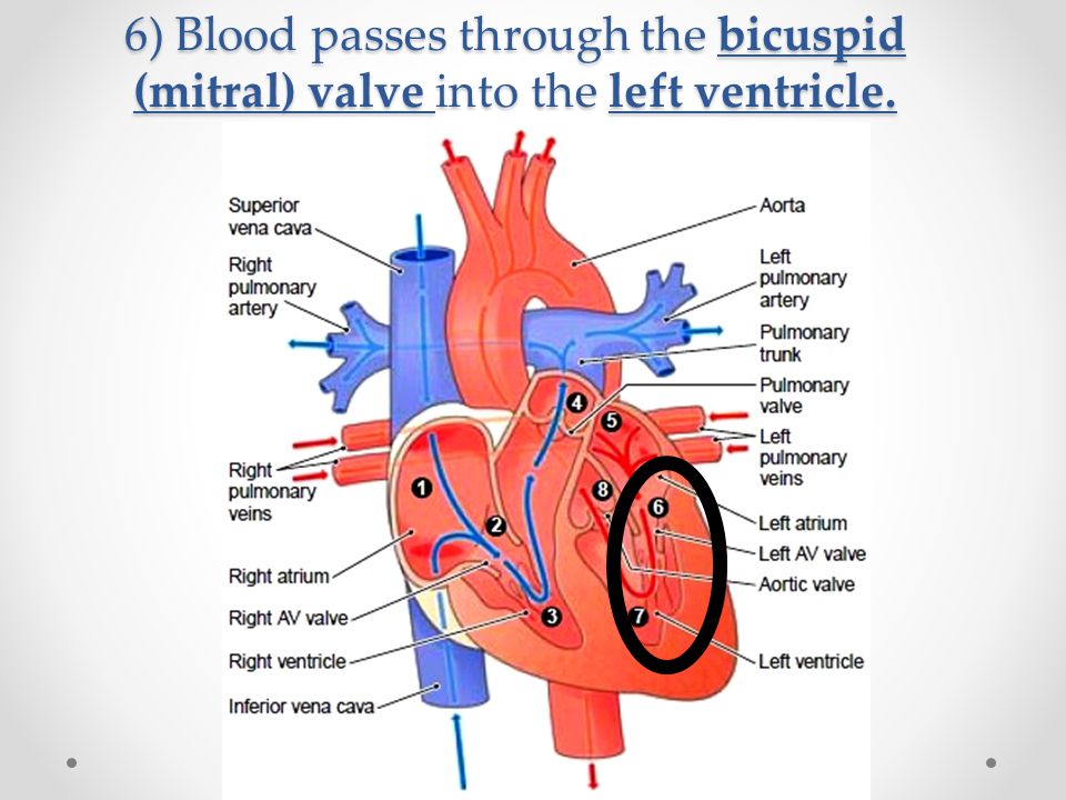 6) Blood passes through the bicuspid (mitral) valve into the left ventricle.