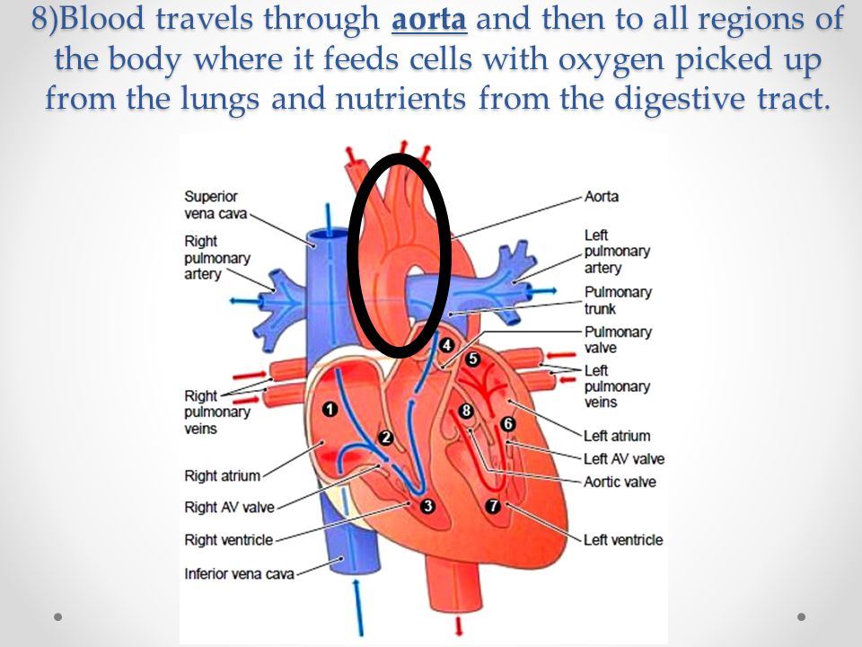 8)Blood travels through aorta and then to all regions of the body where it feeds cells with oxygen picked up from the lungs and nutrients from the digestive tract.