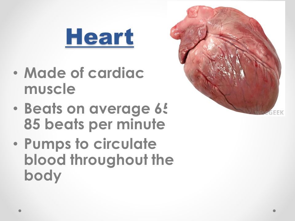 Heart Made of cardiac muscle Beats on average beats per minute Pumps to circulate blood throughout the body