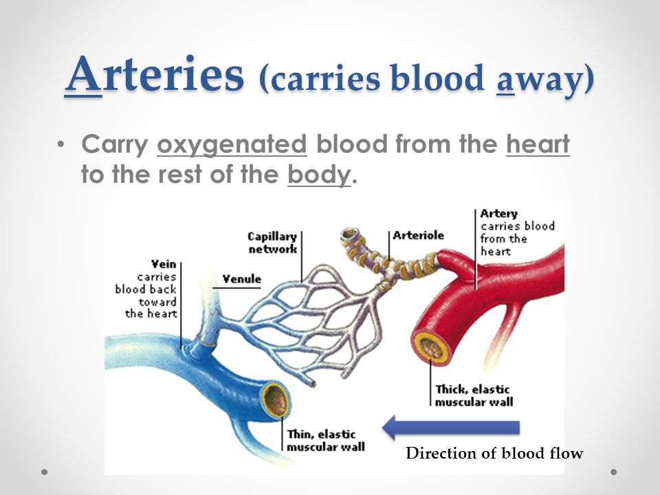 Arteries (carries blood away) Carry oxygenated blood from the heart to the rest of the body.