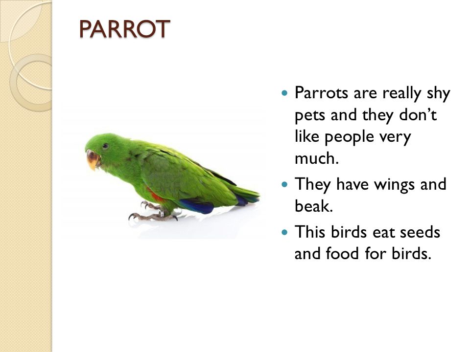 PARROT Parrots are really shy pets and they don’t like people very much.