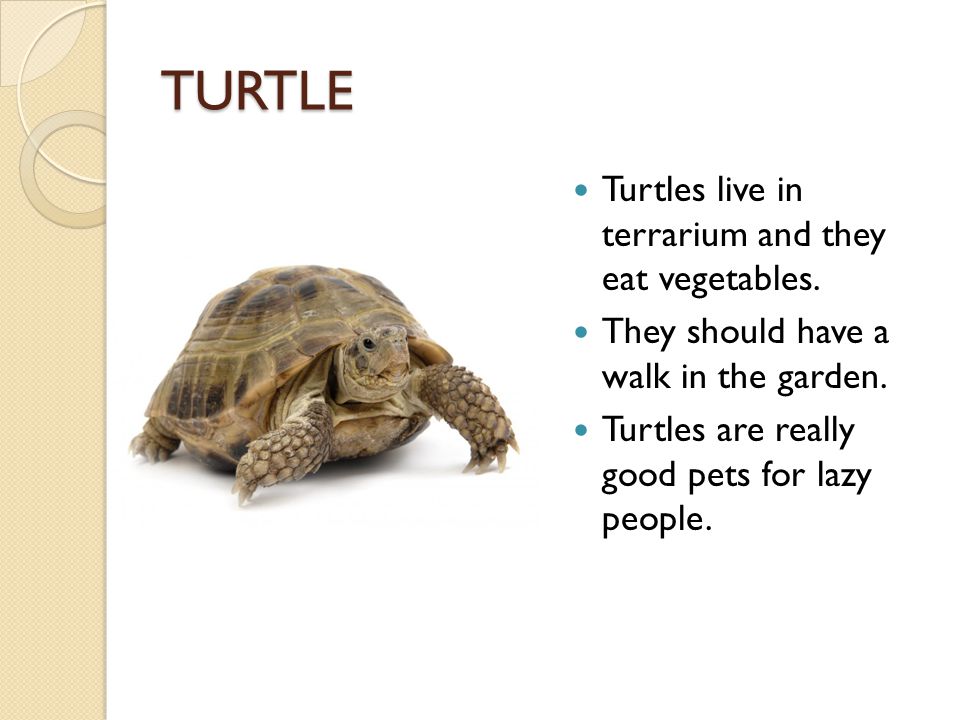 TURTLE Turtles live in terrarium and they eat vegetables.