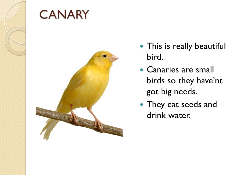 CANARY This is really beautiful bird. Canaries are small birds so they have’nt got big needs.