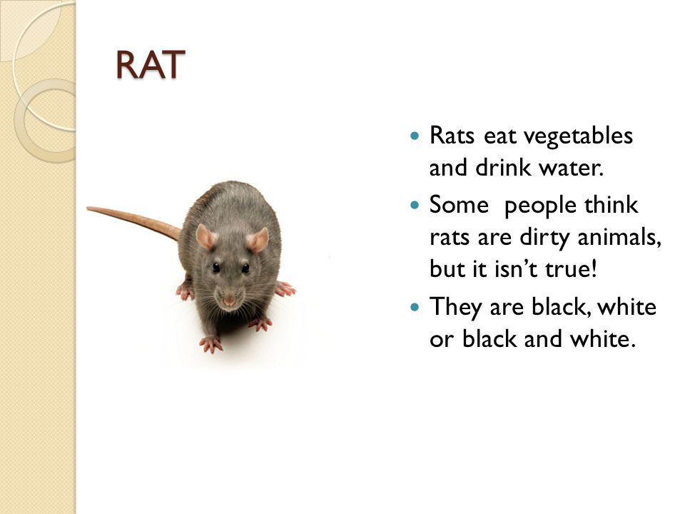 RAT Rats eat vegetables and drink water.