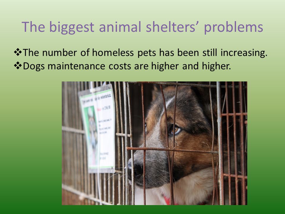 The biggest animal shelters’ problems  The number of homeless pets has been still increasing.