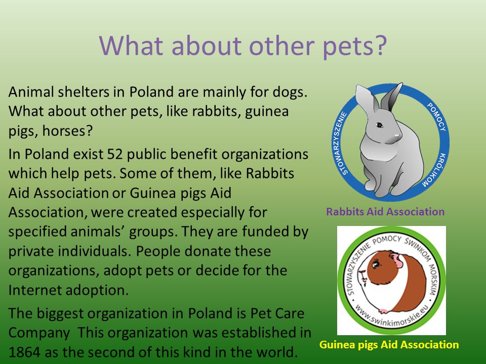 What about other pets. Animal shelters in Poland are mainly for dogs.