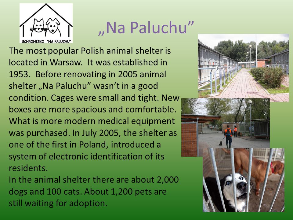 „Na Paluchu The most popular Polish animal shelter is located in Warsaw.