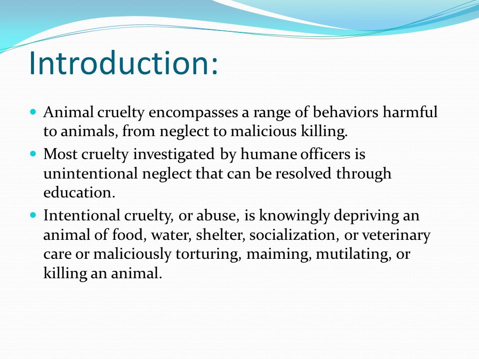 Essay on cruelty towards animals