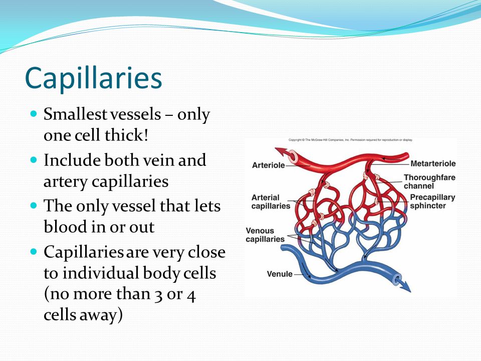 Capillaries Smallest vessels – only one cell thick.
