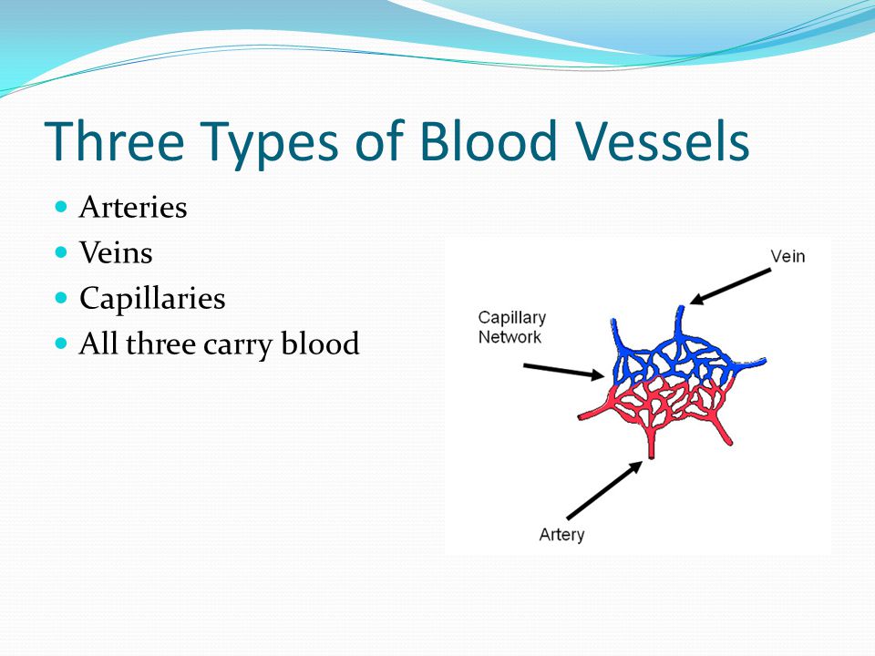 Three Types of Blood Vessels Arteries Veins Capillaries All three carry blood