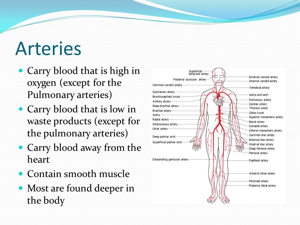 Arteries Carry blood that is high in oxygen (except for the Pulmonary arteries) Carry blood that is low in waste products (except for the pulmonary arteries) Carry blood away from the heart Contain smooth muscle Most are found deeper in the body