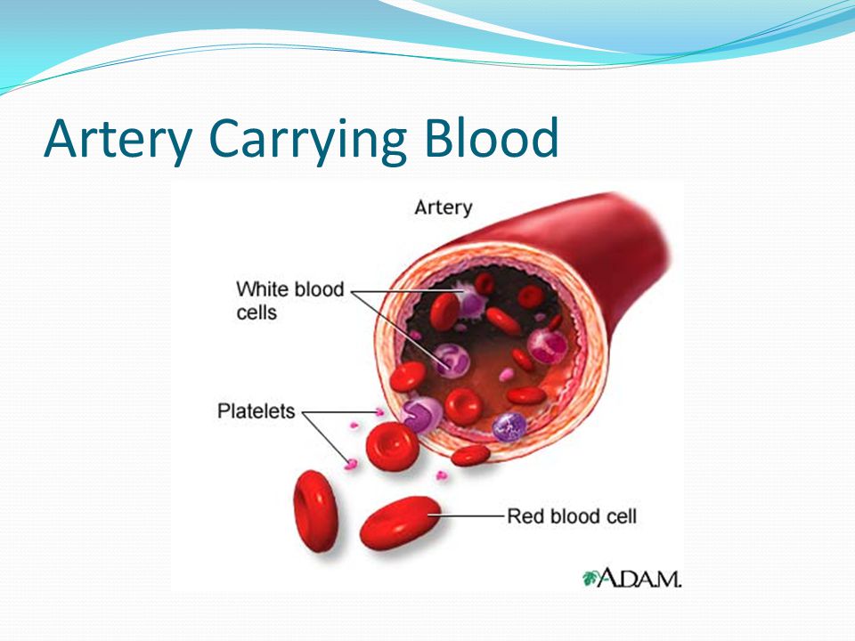 Artery Carrying Blood