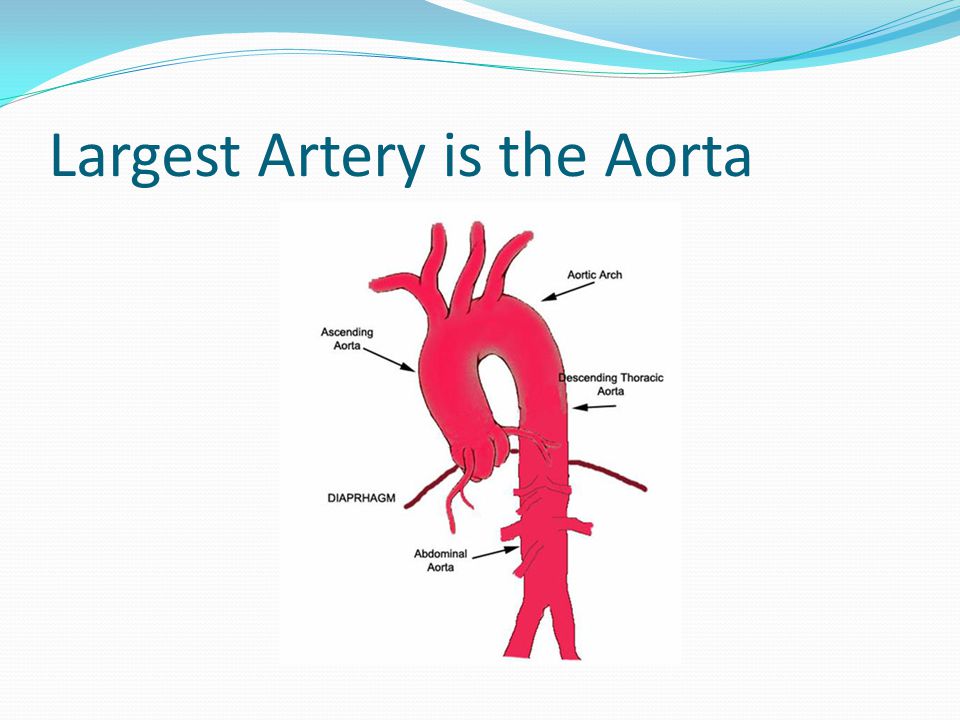 Largest Artery is the Aorta