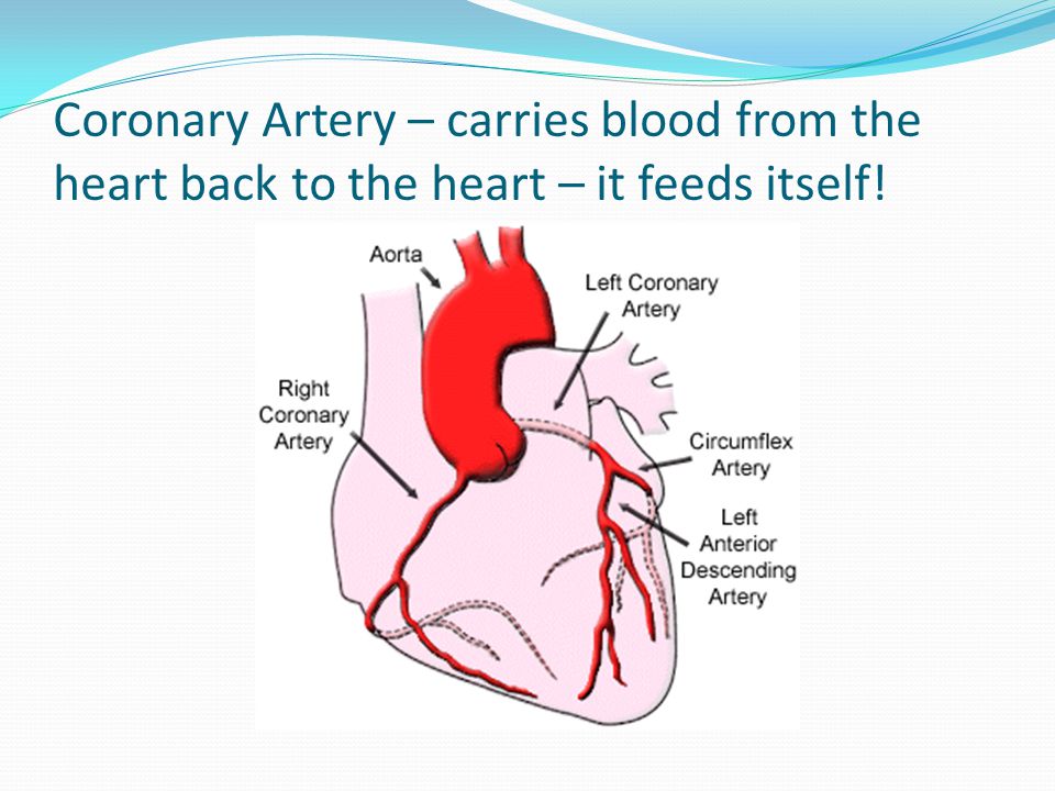 Coronary Artery – carries blood from the heart back to the heart – it feeds itself!