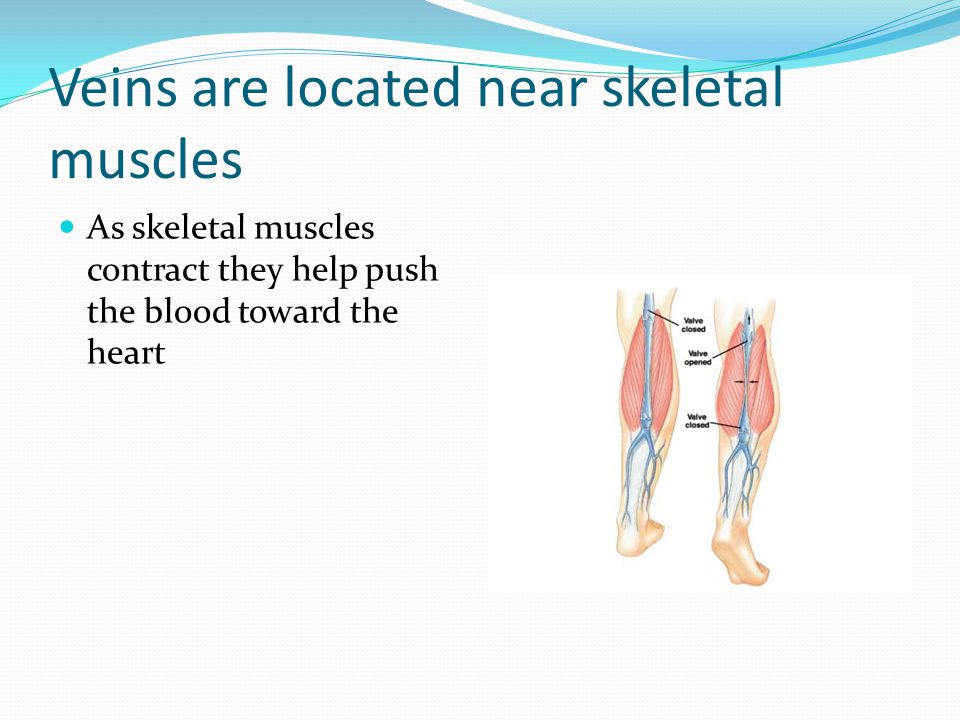Veins are located near skeletal muscles As skeletal muscles contract they help push the blood toward the heart