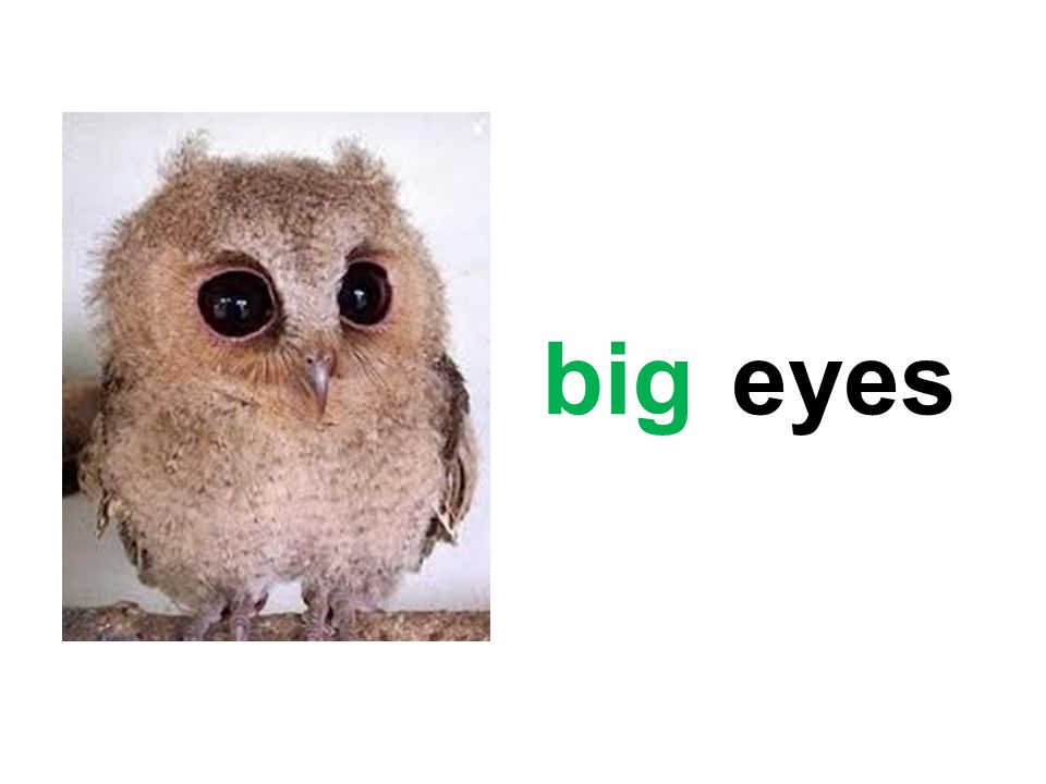 eyesbig