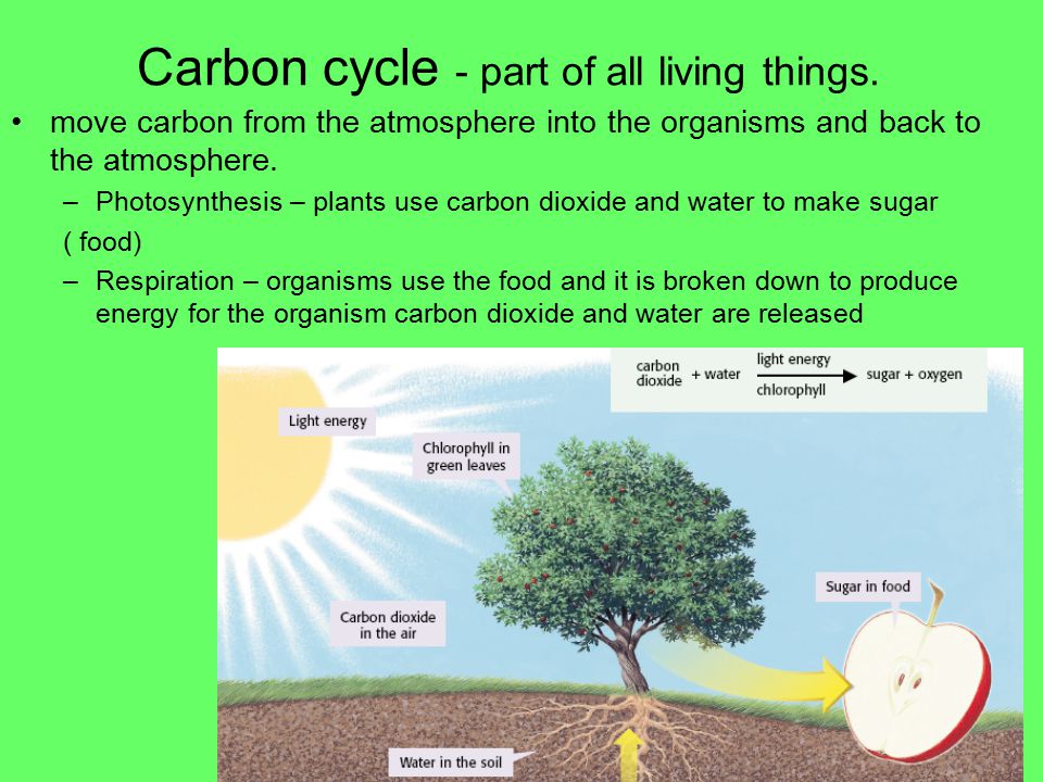 Cycles in Nature Other processes –Run-off – water flows along the ground and collects in streams, rivers, lakes, and oceans –Transpiration –water vapor is released from plants –Condensation – water vapor cools, becomes liquid water