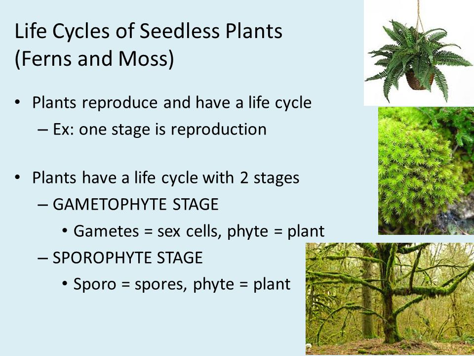 Life Cycles of Seedless Plants (Ferns and Moss) Plants reproduce and have a life cycle – Ex: one stage is reproduction Plants have a life cycle with 2 stages – GAMETOPHYTE STAGE Gametes = sex cells, phyte = plant – SPOROPHYTE STAGE Sporo = spores, phyte = plant