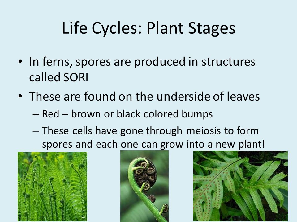 Life Cycles: Plant Stages In ferns, spores are produced in structures called SORI These are found on the underside of leaves – Red – brown or black colored bumps – These cells have gone through meiosis to form spores and each one can grow into a new plant!