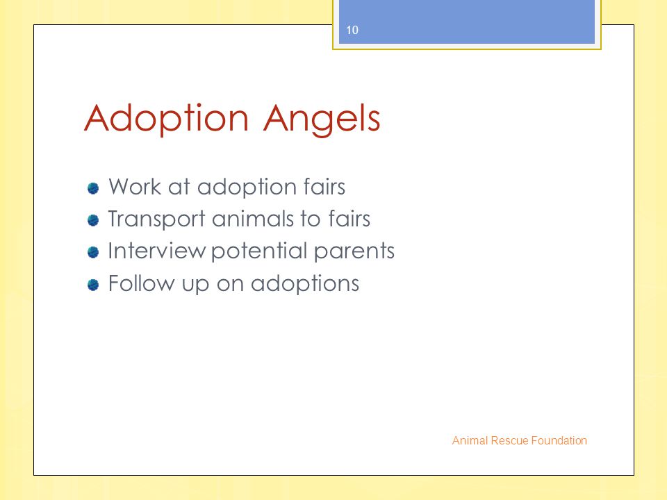 Adoption Angels Work at adoption fairs Transport animals to fairs Interview potential parents Follow up on adoptions Animal Rescue Foundation 10