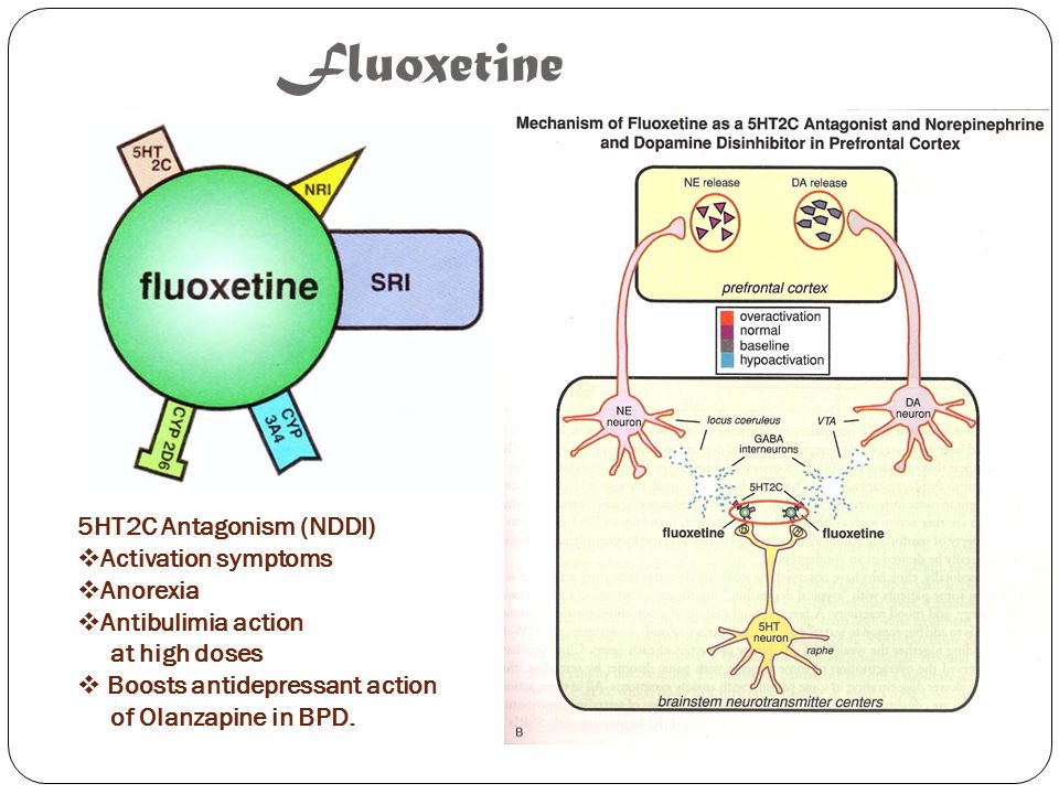 a comparison between mechanism of action and pharmacodynamics of dothiepin and fluoxetine Pharmacokinetics and pharmacodynamics of 54 mechanism of the interaction between al prazolam and fluoxetine these enzymes have a great diversity of action. a comparison between mechanism of action and pharmacodynamics of dothiepin and fluoxetine Pharmacokinetics and pharmacodynamics of 54 mechanism of the interaction between al prazolam and fluoxetine these enzymes have a great diversity of action.