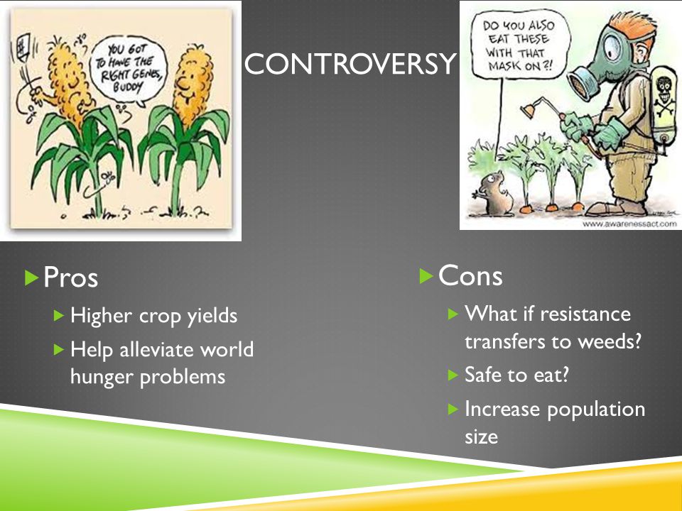 CONTROVERSY  Pros  Higher crop yields  Help alleviate world hunger problems  Cons  What if resistance transfers to weeds.