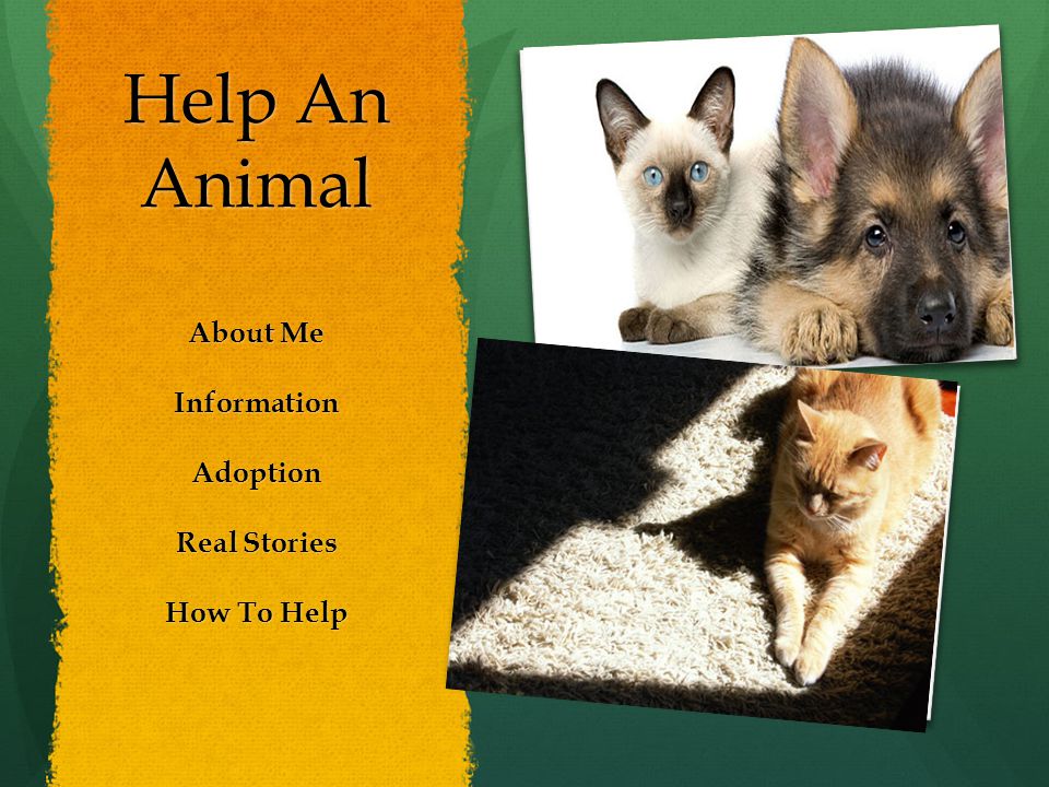Help An Animal About Me InformationAdoption Real Stories How To Help
