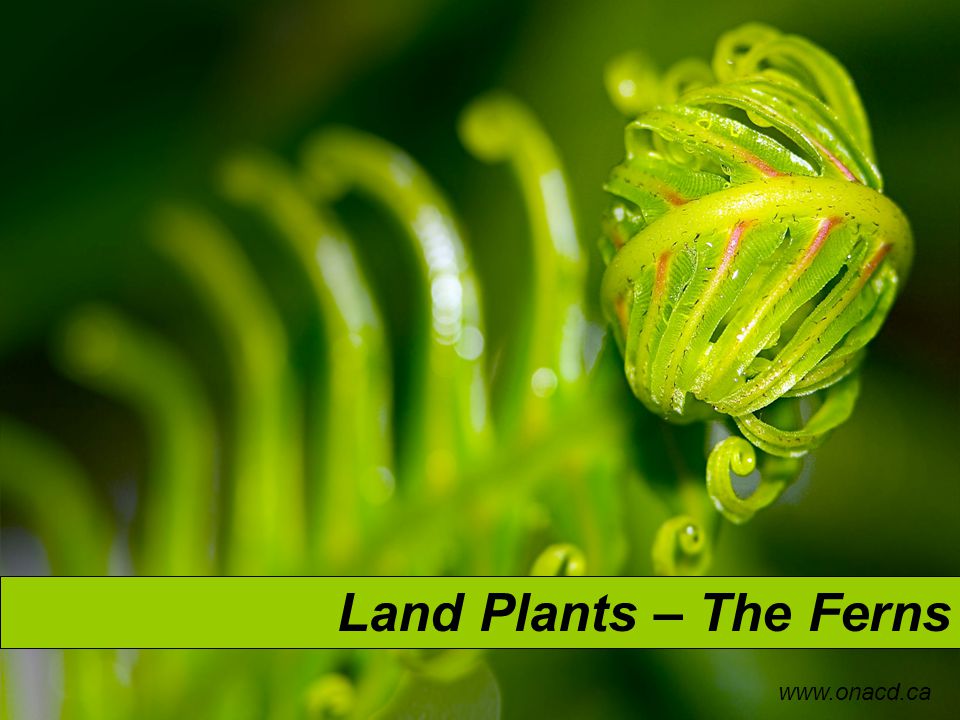 Land Plants – The Ferns