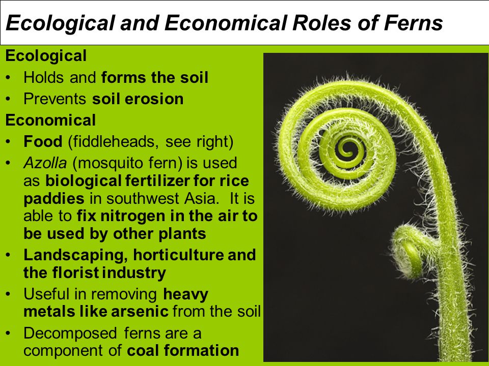 Ecological and Economical Roles of Ferns Ecological Holds and forms the soil Prevents soil erosion Economical Food (fiddleheads, see right) Azolla (mosquito fern) is used as biological fertilizer for rice paddies in southwest Asia.