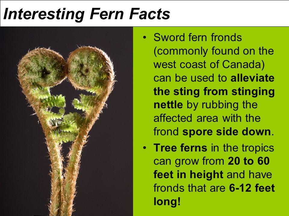 Interesting Fern Facts Sword fern fronds (commonly found on the west coast of Canada) can be used to alleviate the sting from stinging nettle by rubbing the affected area with the frond spore side down.