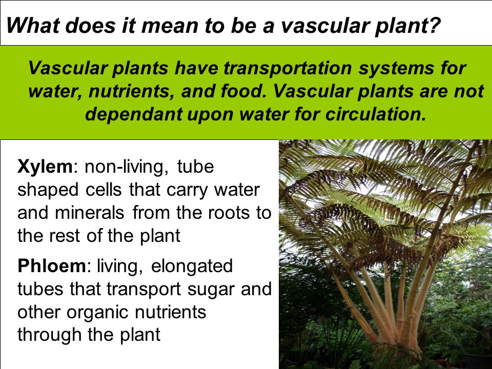 What does it mean to be a vascular plant.