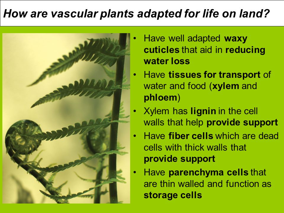 How are vascular plants adapted for life on land.