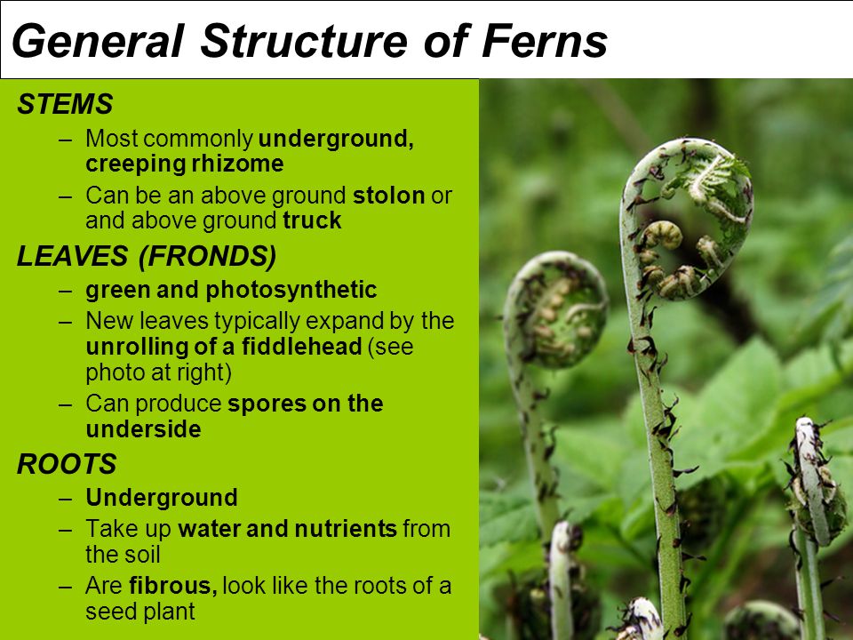 General Structure of Ferns STEMS –Most commonly underground, creeping rhizome –Can be an above ground stolon or and above ground truck LEAVES (FRONDS) –green and photosynthetic –New leaves typically expand by the unrolling of a fiddlehead (see photo at right) –Can produce spores on the underside ROOTS –Underground –Take up water and nutrients from the soil –Are fibrous, look like the roots of a seed plant